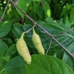 Chimonanthus praecoxPlod