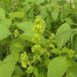 Ocimum campechianum 叶