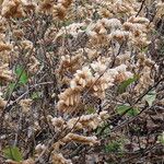 Flemingia strobilifera Habit