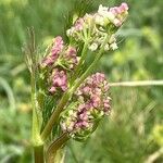 Meum athamanticum Flower