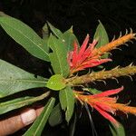 Aphelandra scabra Floare
