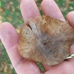 Pterocarpus rohrii Fruit