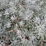 Artemisia stelleriana Leaf