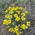Zinnia grandiflora Hábito