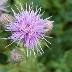 Cirsium arvenseЦвят