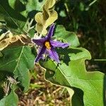 Solanum lycocarpum Flors