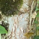 Celtis occidentalis Bark