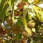 Platanus × hispanica Fruit