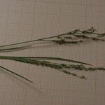 Panicum repens Lapas