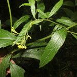 Neurolaena lobata Leaf