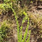 Erigeron schimperi Leaf