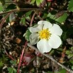 Fragaria chiloensis Fleur