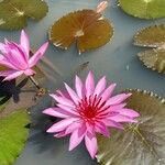 Nymphaea rubra Flower