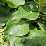 Hedera helix Лист