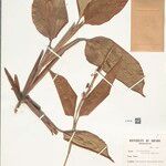 Ischnosiphon puberulus Hoja