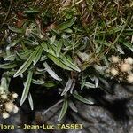 Antennaria carpatica 整株植物