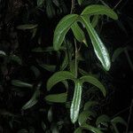 Aristolochia trilobata Levél