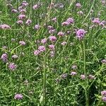 Verbena bonariensisBlomst