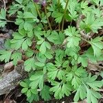 Corydalis solida Hoja