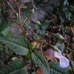 Impatiens balfourii Blad