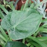 Alocasia cucullata Листок