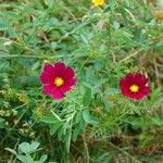 Cosmos bipinnatus Mosusu