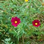 Cosmos bipinnatus Drugo