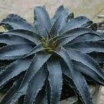 Dyckia brevifolia Лист