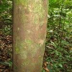 Elvasia elvasioides Bark