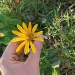 Helianthus divaricatusFlower