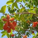 Sterculia foetida Fruto