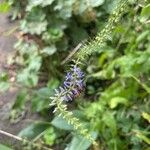 Veronica bachofenii Flor
