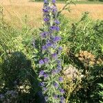 Echium vulgareFlower