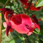 Erythrina crista-galli Lorea