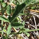 Cucumis ficifolius ഇല