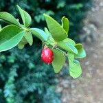 Triphasia trifolia Fruit