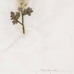 Salix caesia Mosusu