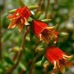 Echeveria harmsii Λουλούδι