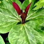 Trillium chloropetalum