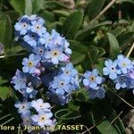 Myosotis corsicana Habitus