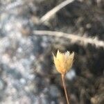 Mantisalca salmantica Fruto
