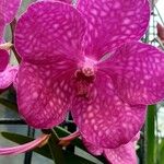 Vanda coerulescens Flors