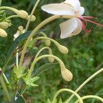 Clerodendrum indicum Blomst