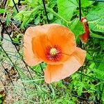 Papaver dubiumFlor