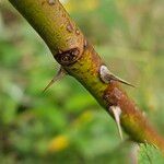 Rosa villosa Bark