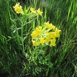 Lithospermum incisum Habitus