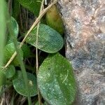 Bellium bellidioides Leaf