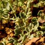 Fagonia latifolia पत्ता