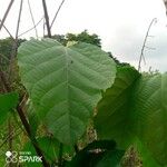 Alchornea cordifolia Leaf