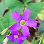 Oxalis triangularis Flower